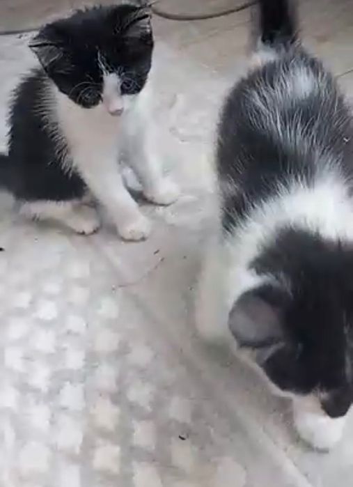 Котенок домашний девочка