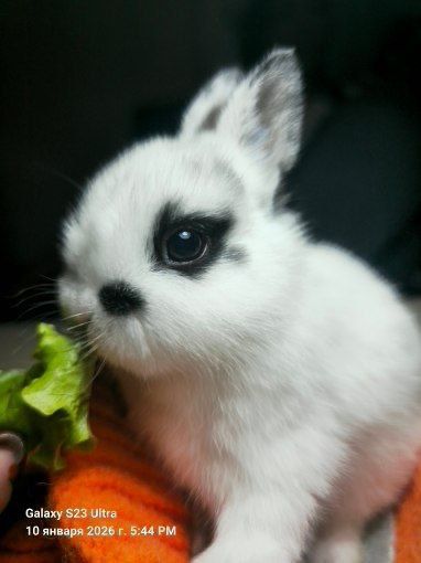 Кролики декоративные