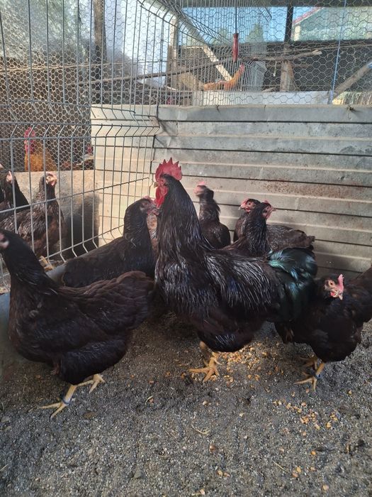 Ouă pentru incubat.Rhode Island.