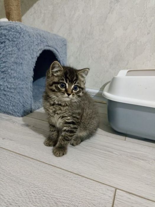 Отдам котят в хорошие руки.