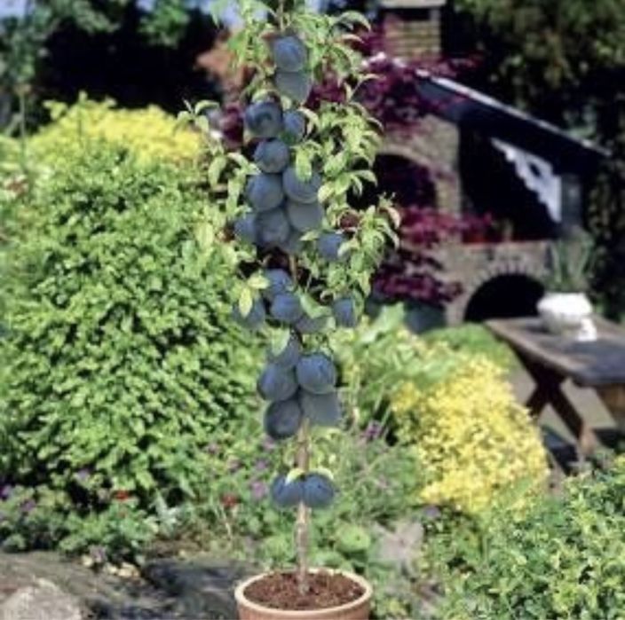 Pomi columnari de calitate superioară soiuri speciale