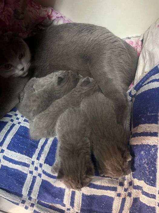 Продаются веслоухие шотландские котята