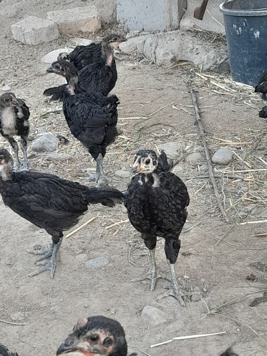 Qorashagzoda jojalar sotiladi