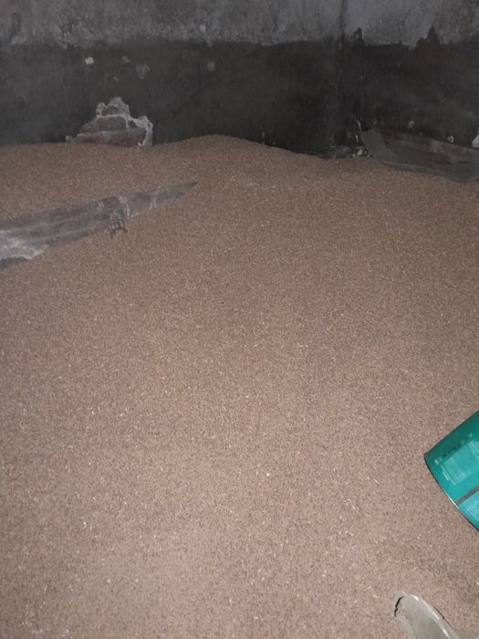 Vând porumb,varză,grâu,ovăz,cartofi,floarea soarelui