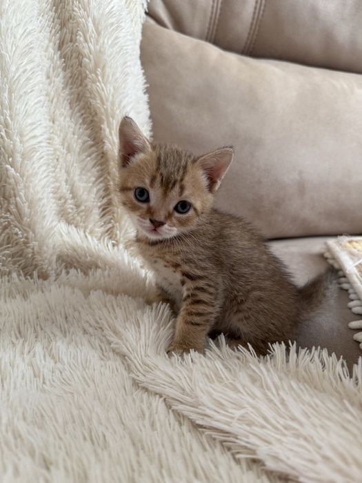 Отдам котят в хорошие руки