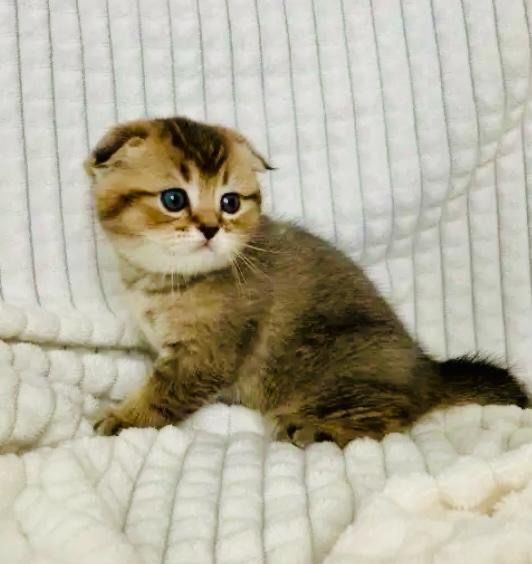 шикарные золотые шиншиллы