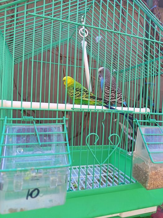 VAND  2 PERUSII PERECHE cu tot cu cușcă