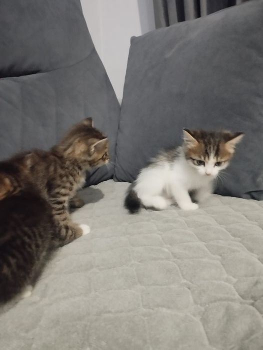 Отдам котят в хорошие руки