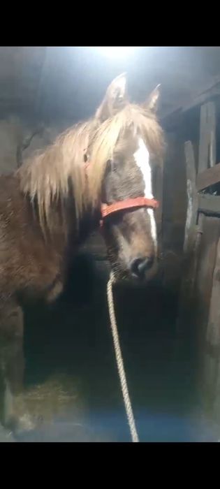 Продам кабылу три года