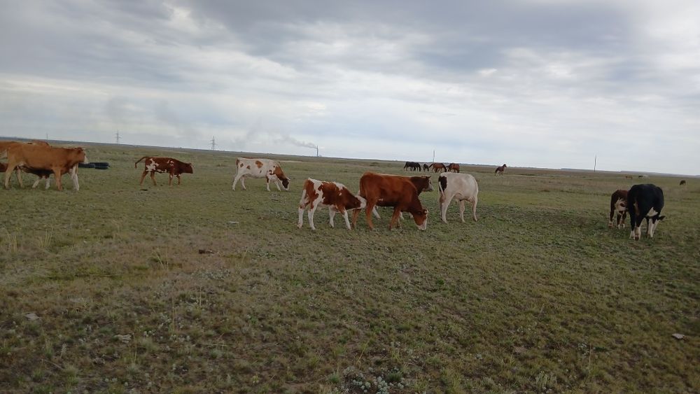 Продам молоко домашнее