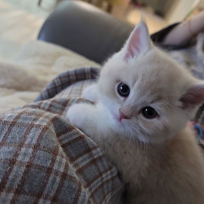 Кремовые Британские котята