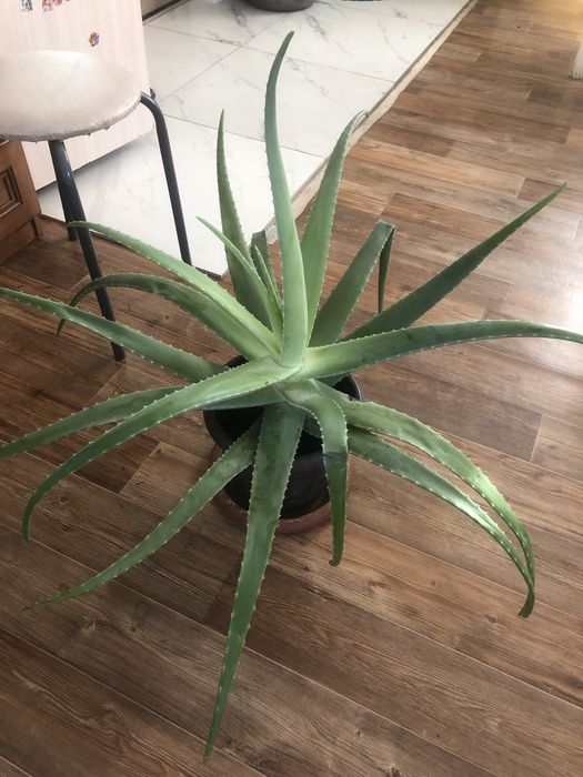 Продам Алое вера
