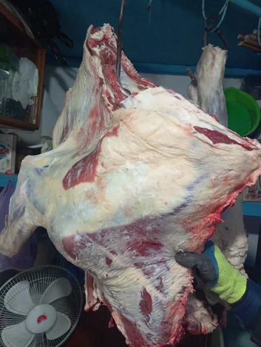 Продам говядина молодняк