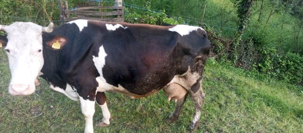 Vând vacă bălțată românească