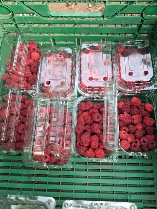 Zmeura pentru dulceata