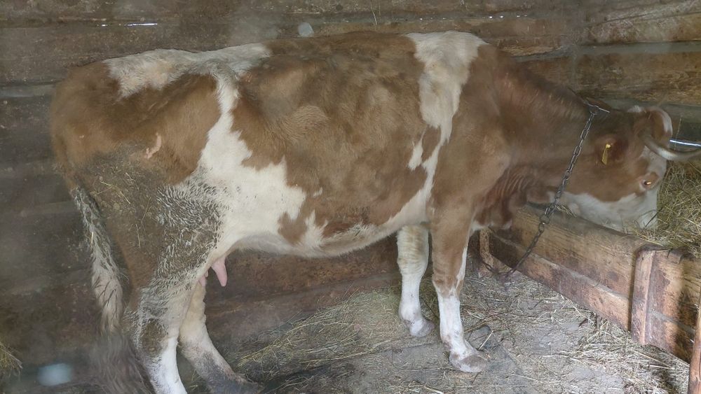 Vând vacă cu vițel