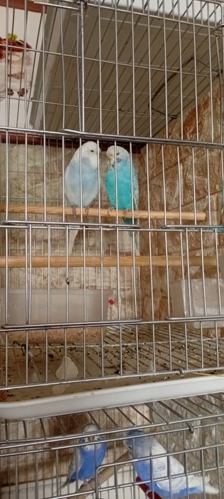 Кушлар сотилади...