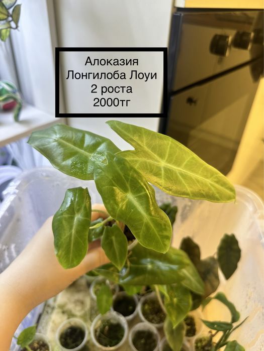 Алоказия Лонгилоба Лоуи