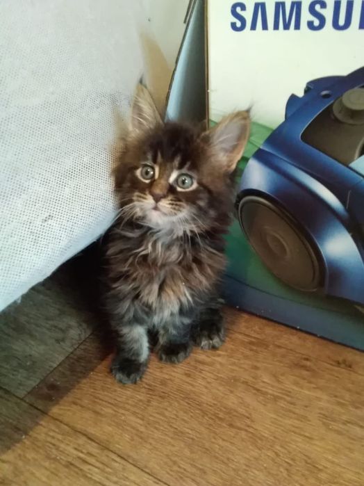 Котята мейнкун продаю