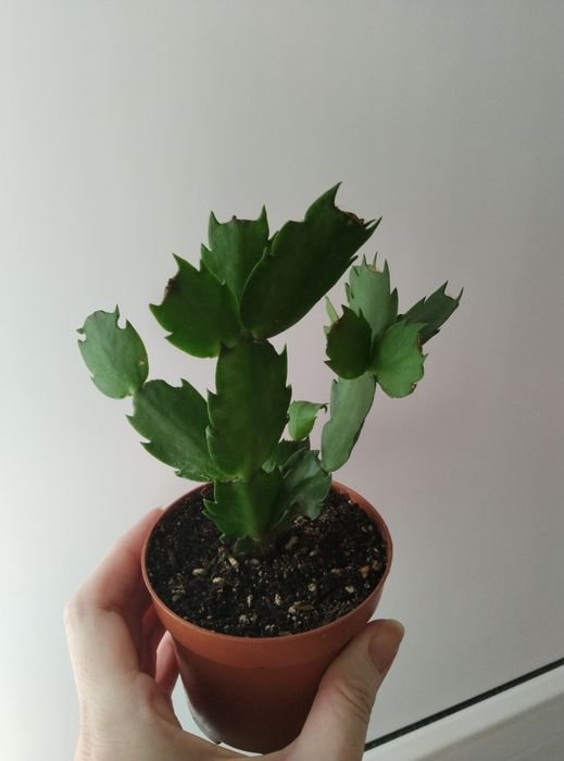 Комнатные цветы продажа