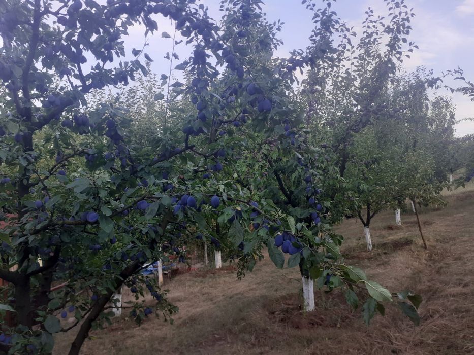 Vand prune pentru tuica