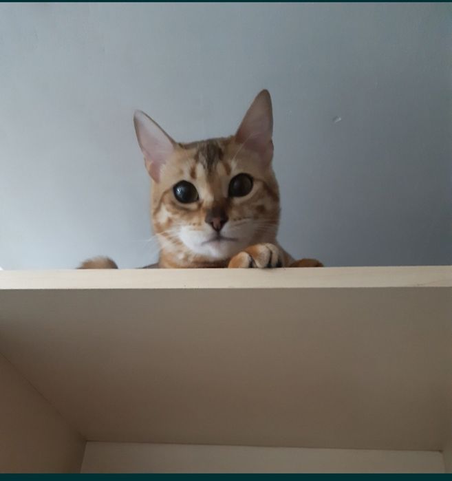 Бенгальская кошка молодая