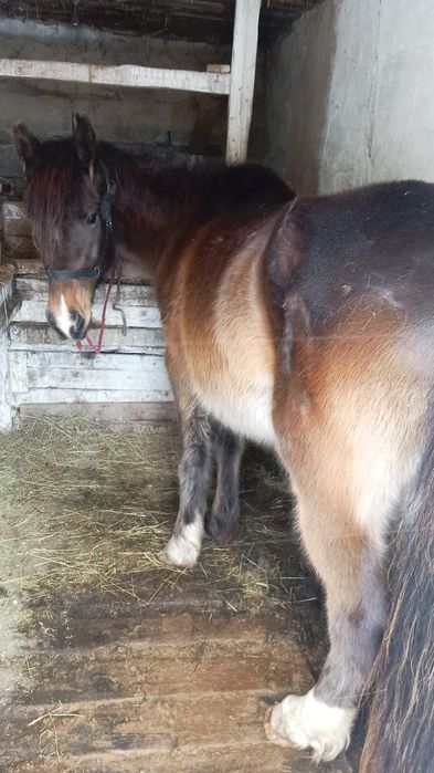 Жеребая кобыла 4 года