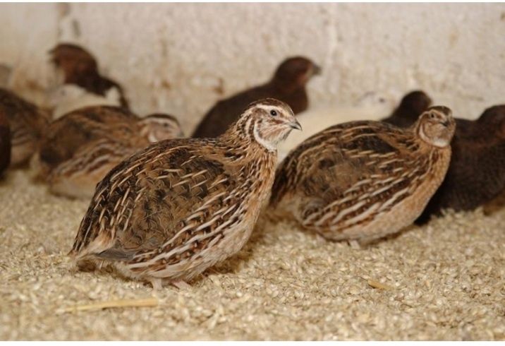 Бедана сотилади суриб эширга йош хурозлар