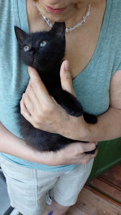 Кошечка  девочка Фурия