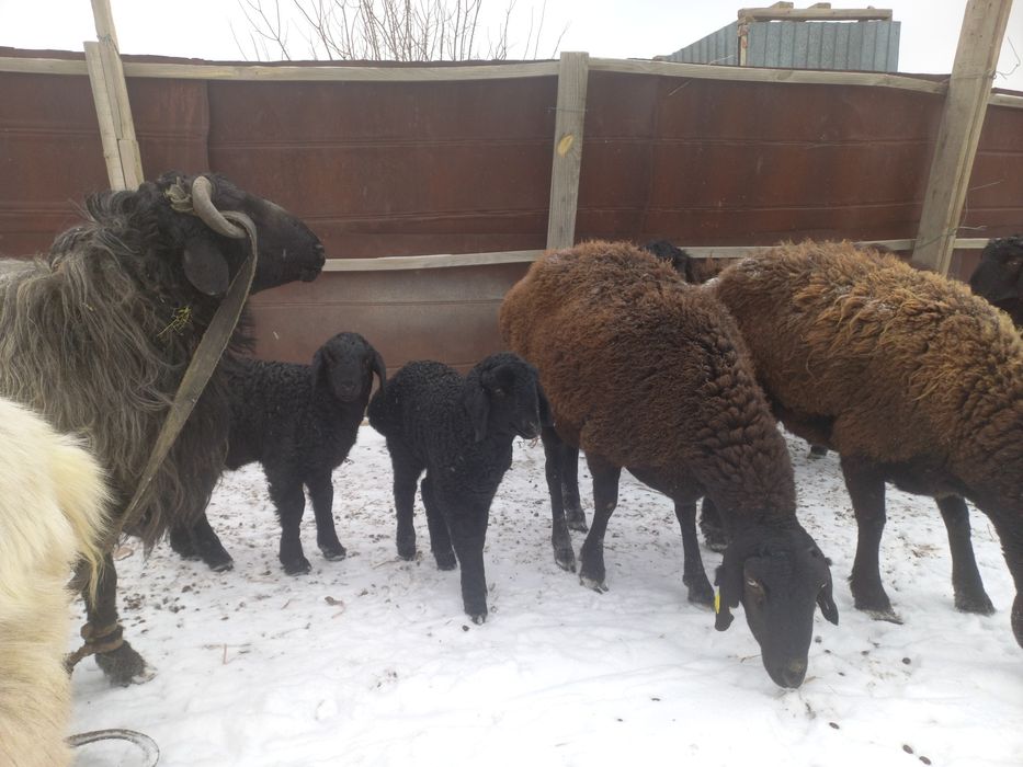 Козылы кои кошкар  сатылады