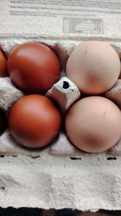 Vând oua incubat găini rasa mixta origine Franța  - MARANS, 8 lei/ou.