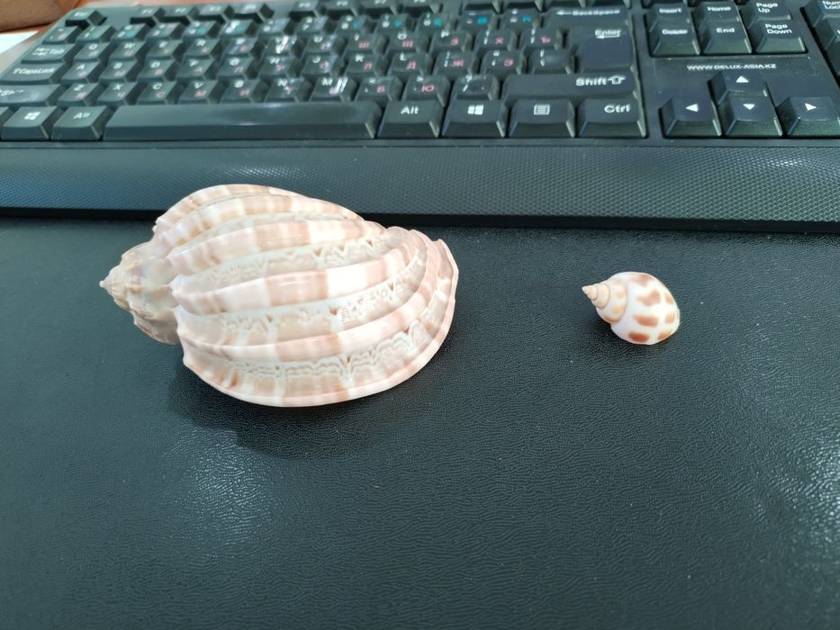 Морская ракушка для аквариума