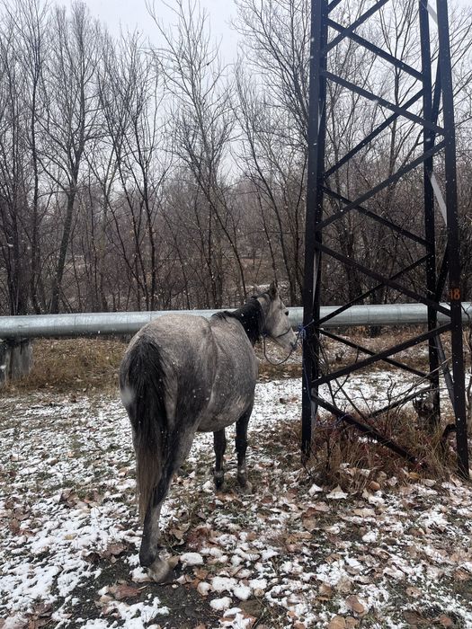 Бие сатылады 700 000 тг
