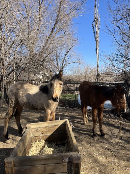 Екі ұрғашы жабағы