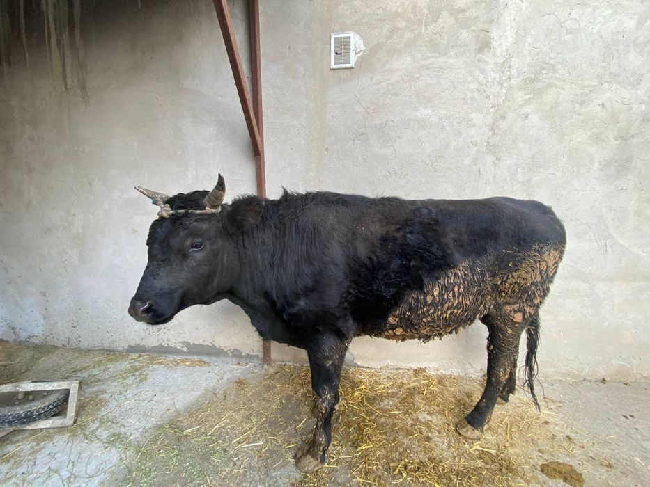 2 йошли бука зотли