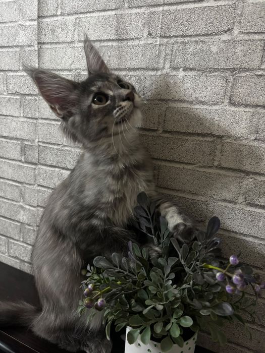 Котёнок породы Мейн-кун