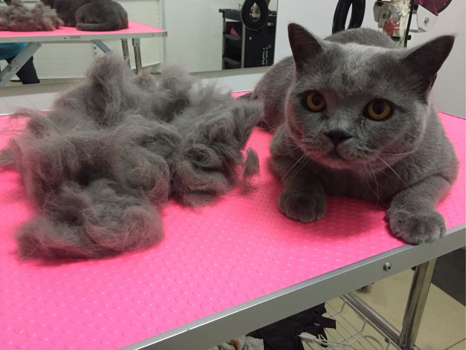 Экспресс-линька и профессиональное мытье кошек!