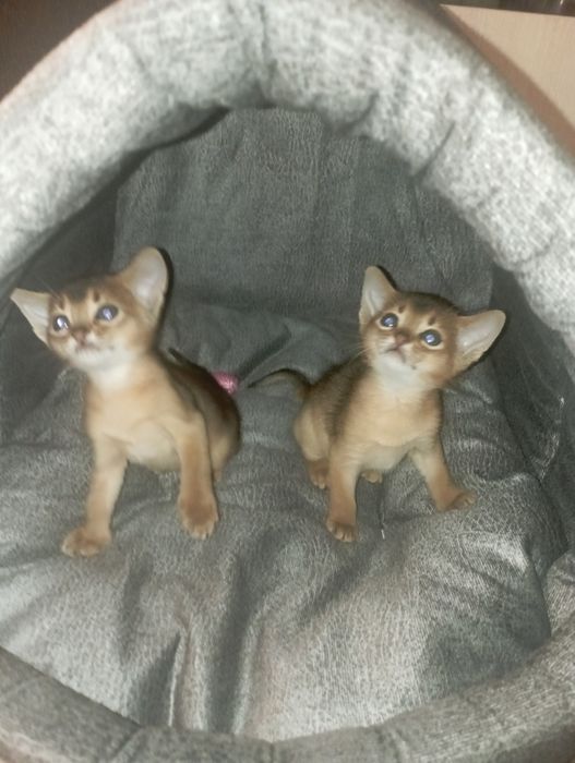 Абиссинские котята