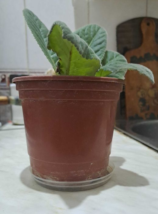 Глаксиния цветёт красными цветками