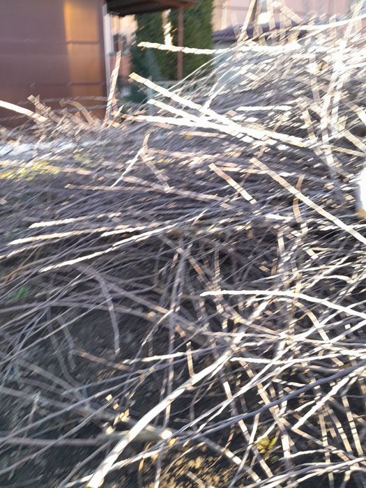 Отдам дрова бесплатно