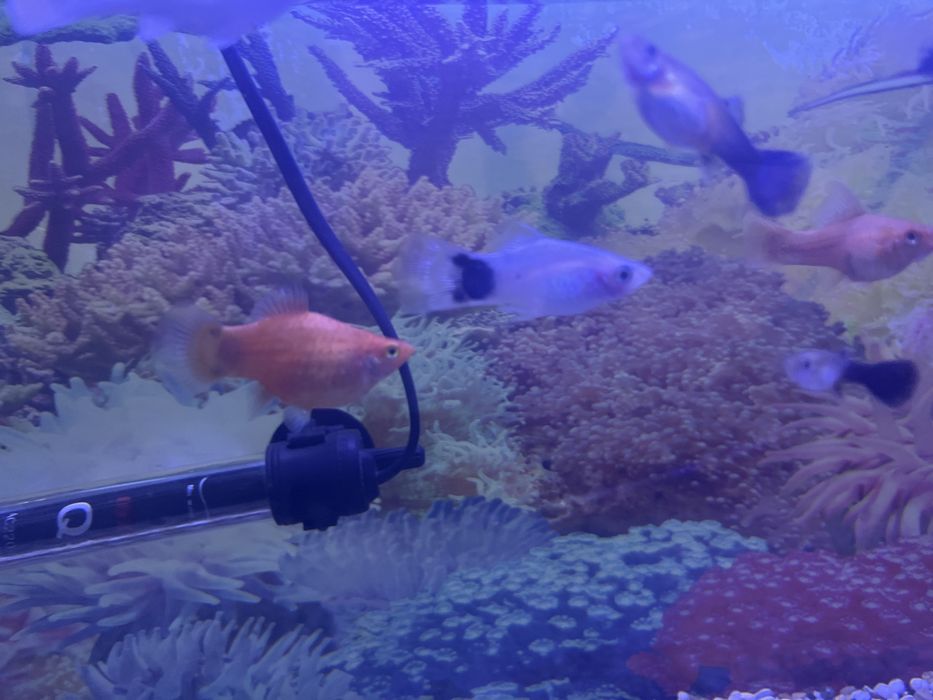 Пецилии продажа