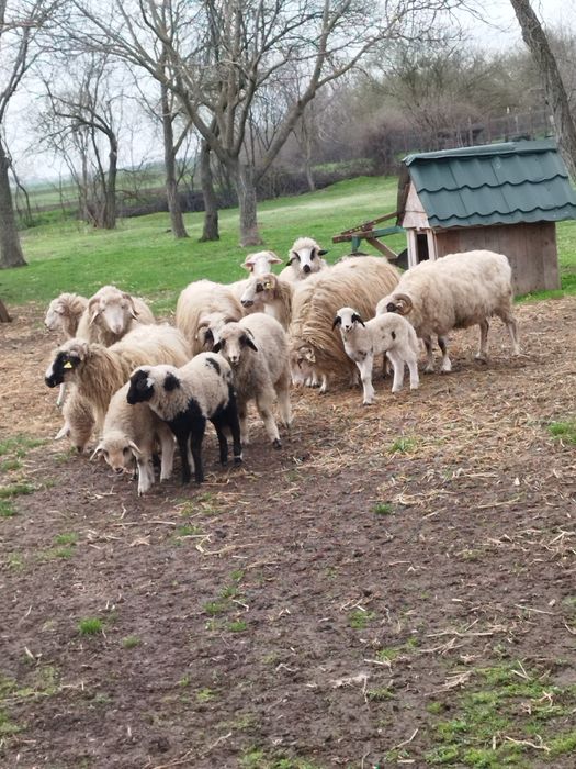Oi țurcane  cu miei langa ele
