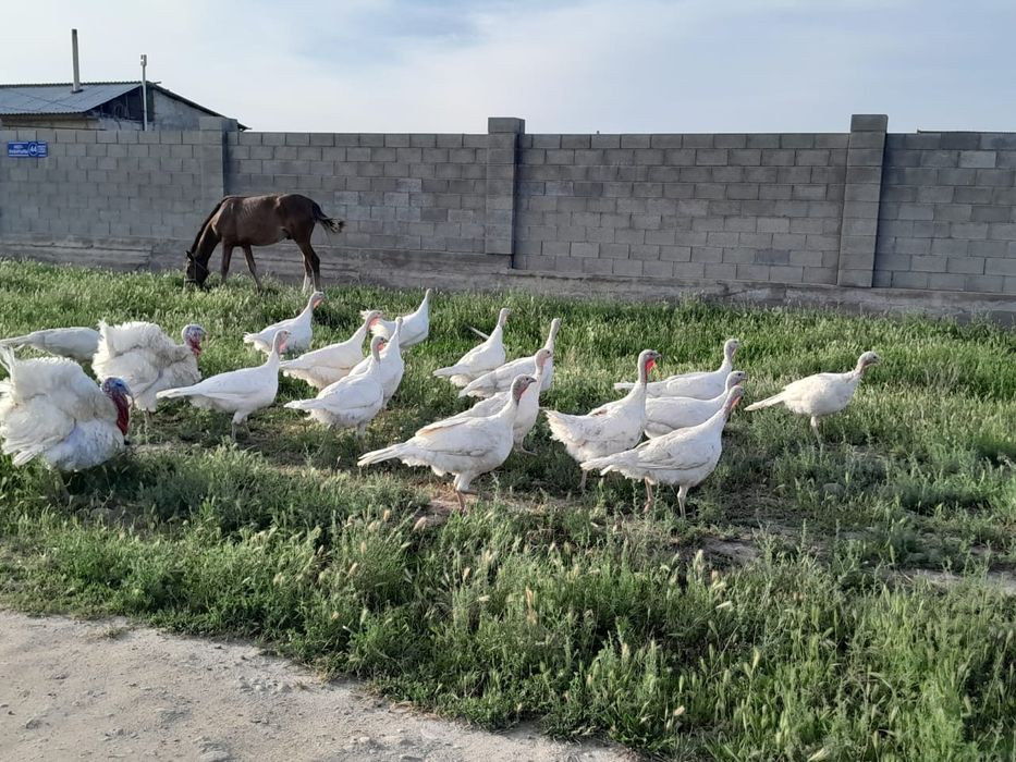 Суточные индюшата Белого Широкогрудого