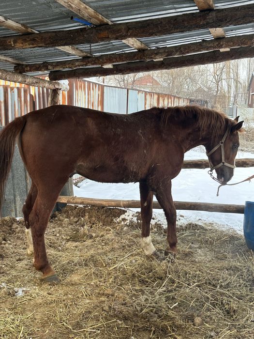 Айгыр жеребчик лошадь донен