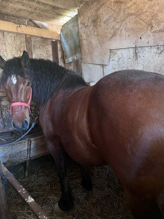 Iapa de vanzare gestanta