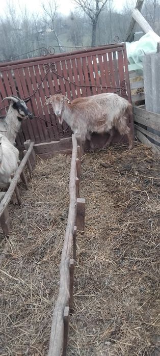 Capre tinere de vânzare