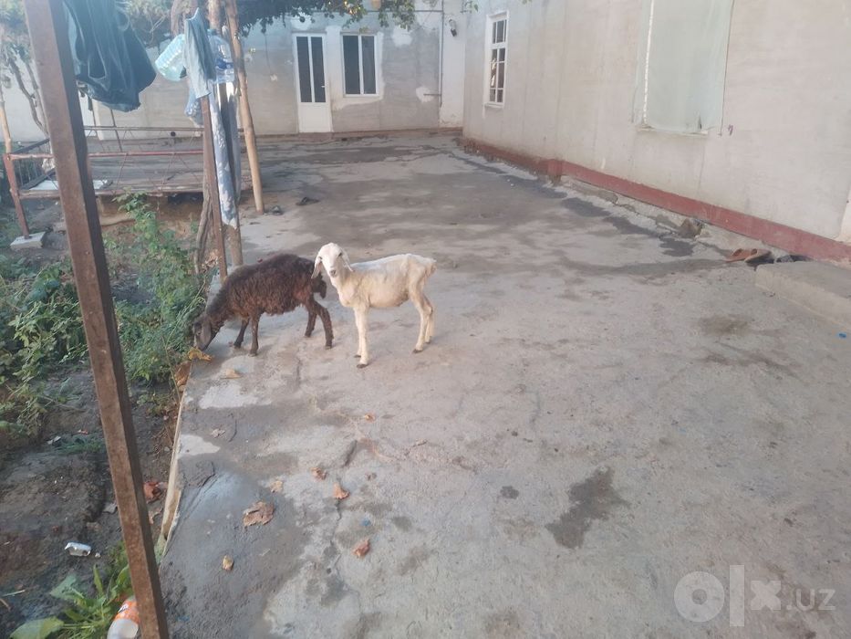 Bir qazoqi bir durraga barra