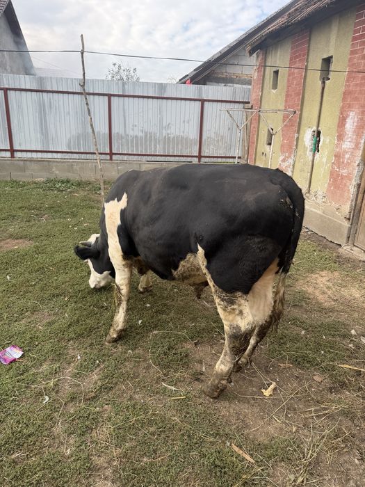 Taur si vitele de vanzare