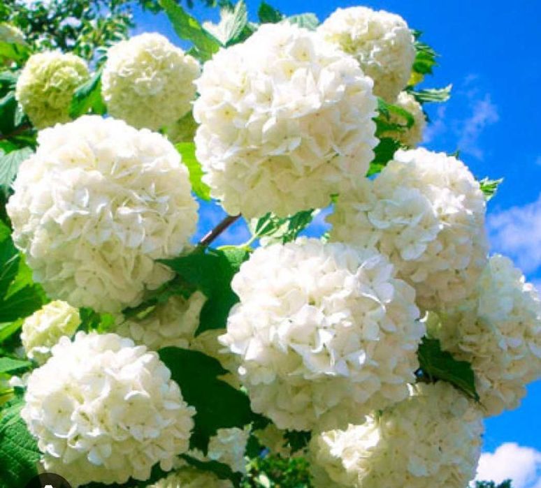 Булденеж цвет белый