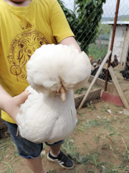 Oua incubat Motata Olandeză